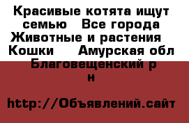 Красивые котята ищут семью - Все города Животные и растения » Кошки   . Амурская обл.,Благовещенский р-н